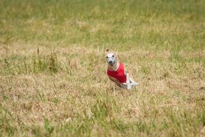 Whippet running in a red jacket coursing field on lure coursing photo