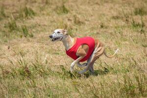 Whippet running in a red jacket coursing field on lure coursing photo