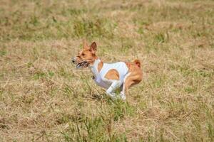 Basenji puppy first time running on dog sport photo