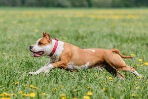 Pit Bull running full speed at lure coursing sport photo