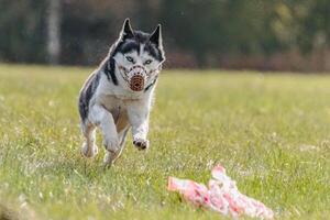 Husky running in the field on lure coursing competition photo