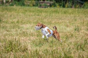 Basenji puppy first time running on dog sport photo