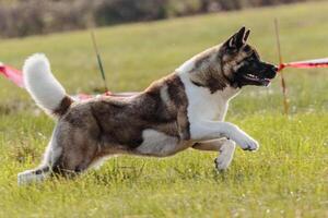 Dog running in the field on lure coursing competition photo