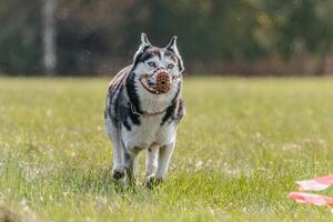 Husky running in the field on lure coursing competition photo