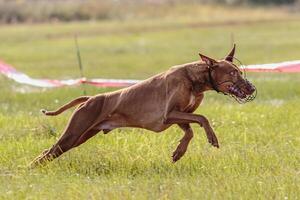 Cirneco dog running in the field on lure coursing competition photo