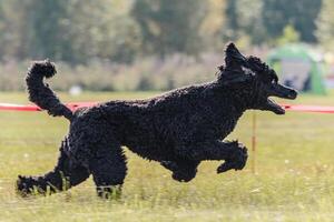Black dog running in the field on lure coursing competition photo