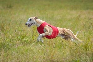 Whippet running in a red jacket coursing field on lure coursing photo