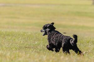 Black dog running in the field on lure coursing competition photo
