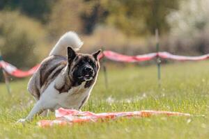 Dog running in the field on lure coursing competition photo