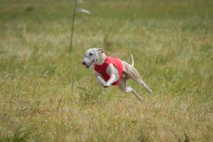 Whippet running in a red jacket coursing field on lure coursing photo