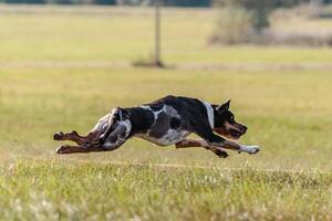 Catahoula dog running in the field on lure coursing competition photo