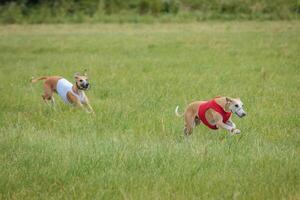 Two whippet dogs running in jackets coursing field on lure coursing photo