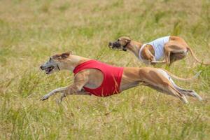 Two whippet dogs running in jackets coursing field on lure coursing photo