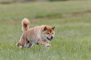 Shiba Inu running in the field on lure coursing competition photo