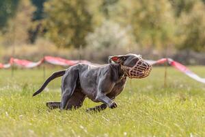 Dog running in the field on lure coursing competition photo