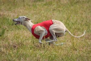 Whippet running in a red jacket coursing field on lure coursing photo