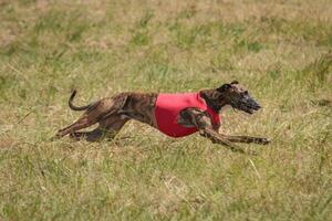 Whippet running in a red jacket coursing field on lure coursing photo