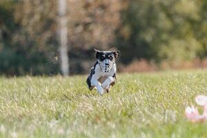 Basenji running in the field on lure coursing competition photo