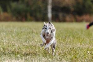 Whippet sprinter running in the field on lure coursing competition photo