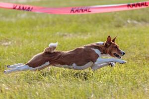 Basenji running in the field on lure coursing competition photo