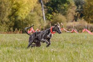 Whippet sprinter running in the field on lure coursing competition photo