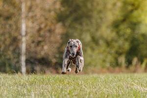 Whippet running in the field on lure coursing competition photo