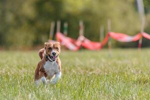 Basenji running in the field on lure coursing competition photo