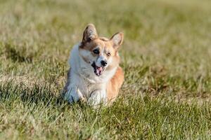 Dog running in the field on lure coursing competition photo