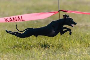 Flying Italian Greyhound in the field on lure coursing competition photo