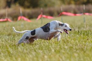 Whippet sprinter running in the field on lure coursing competition photo