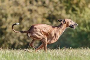 Azawakh running in the field on lure coursing competition photo