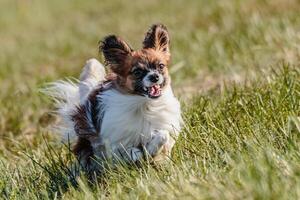 Dog running in the field on lure coursing competition photo