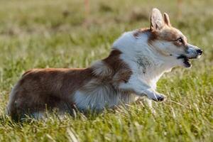 Dog running in the field on lure coursing competition photo