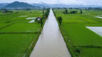 A river running through a rice field photo
