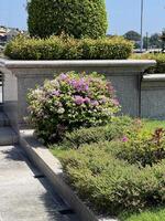 flower and grass in nature garden photo
