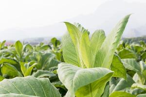 Close up Nicotiana tabacum photo