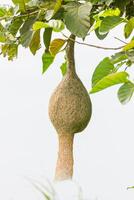 Baya weaver bird nest on tree photo