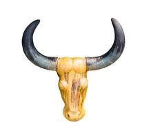 Head bull skull on white photo