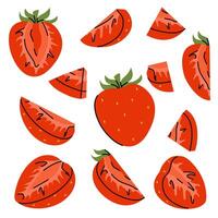 Set of strawberry ilkustrations, whole berry, various slices, parts, cross sections vector