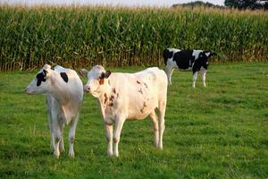 A group of cows standing in a field photo