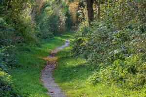 A path through the woods with grass and trees photo