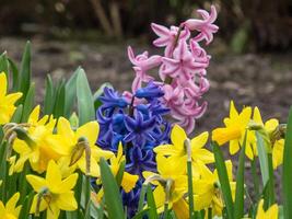 A group of colorful flowers are in the ground photo