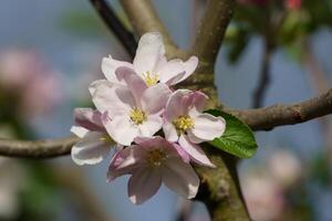 Apple blossom, spring, spring flowers, spring flowers, apple blossom, apple blossom photo