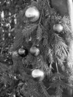 A black and white photo of a christmas tree with ornaments