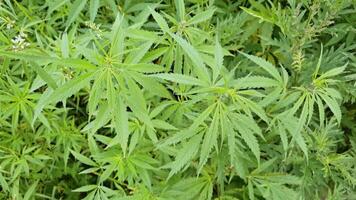 Lush green cannabis leaves swaying gently in the breeze, captured in highresolution for nature and botany projects. video