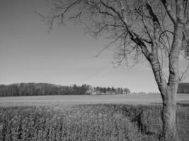 Black and white photograph of a tree in a field photo