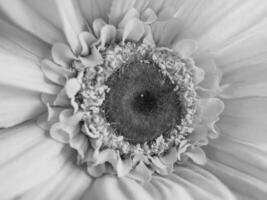 Black and white photograph of a gerbera daisy photo