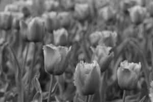 Black and white photograph of tulips in a field photo