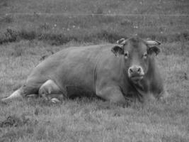 A black and white photo of a cow laying in the grass