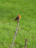 A small bird is perched on a branch in the grass photo